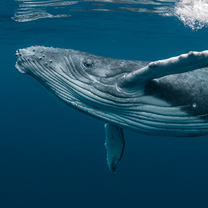 Photo representing Whale Monitoring for Vessel Transit sector